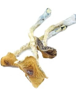 Penis Envy Mushroom for sale
