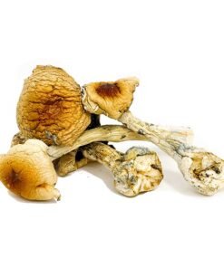 Costa Rican magic mushroom for sale