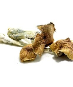 Buy Ecuadorian Mushrooms for sale