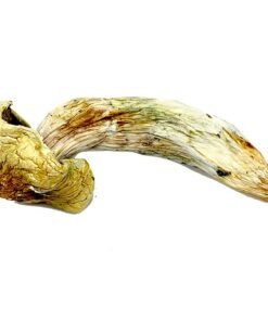 Melmac Mushroom for sale in Norway online delivery