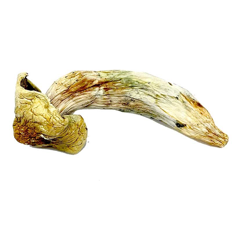Melmac Mushroom for sale in Norway online delivery Melmac Mushroom for sale in Norway online delivery