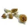 Purple Mystic Mushroom for sale