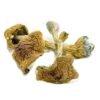 Space Coast Magic Mushroom for sale