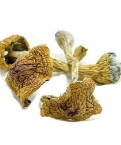 Space Coast Magic Mushroom for sale