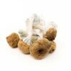 Texas Yellow Caps Magic Mushroom for sale