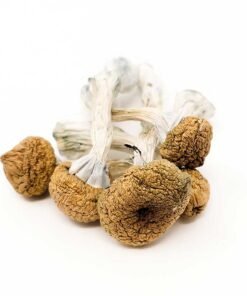 Texas Yellow Caps Magic Mushroom for sale