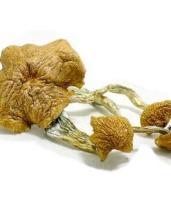 Thai Elephant Dung Magic Mushrooms